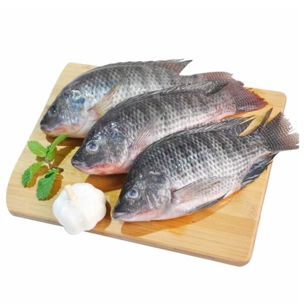 TILAPIA FISH EGYPT